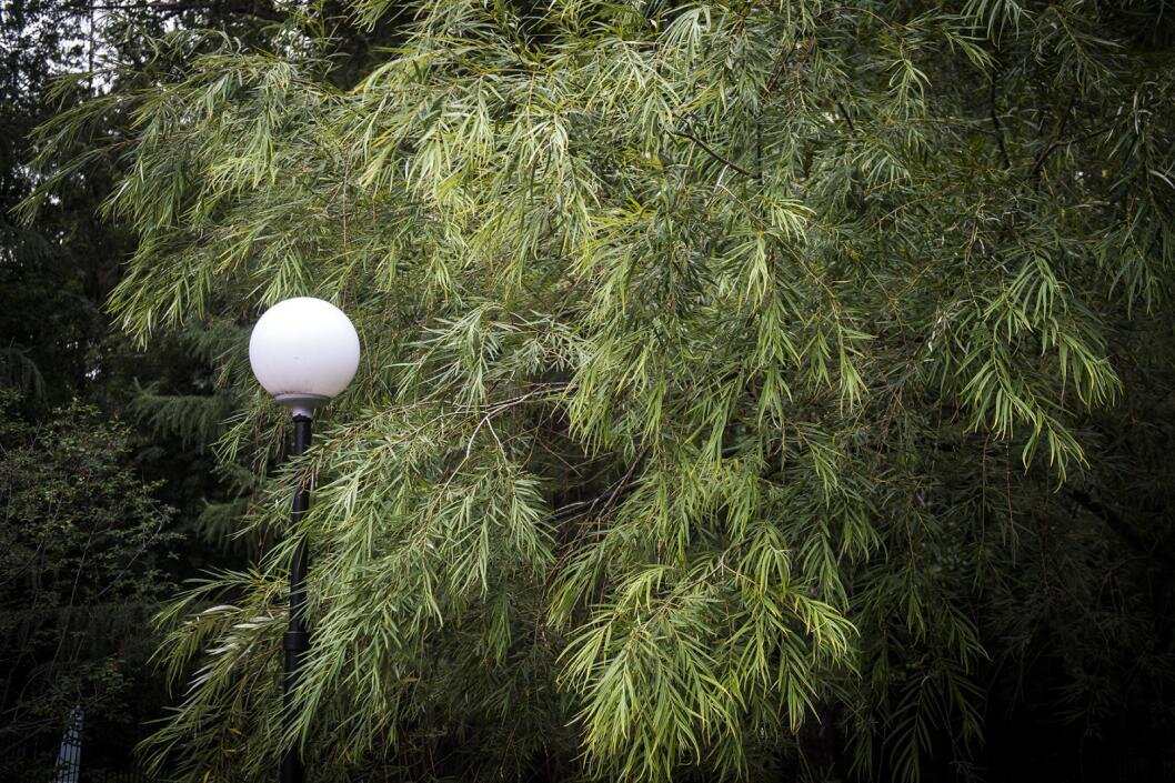 Фото: Сергей Елесин, ИА "Тюменская линия"