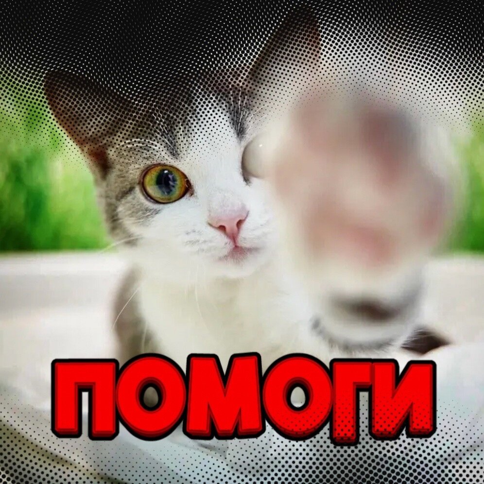 Муниципалитет НЕ выделяет нам деньги, 500 животных живут только благодаря подписчикам канала...