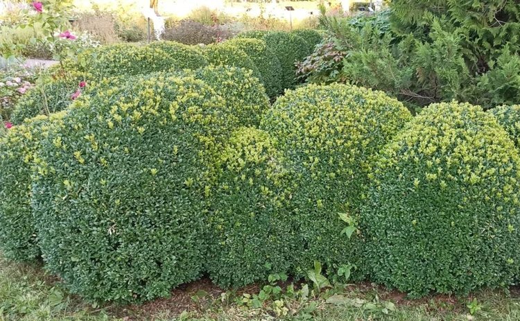    День эколога - молодой и важный российский праздник