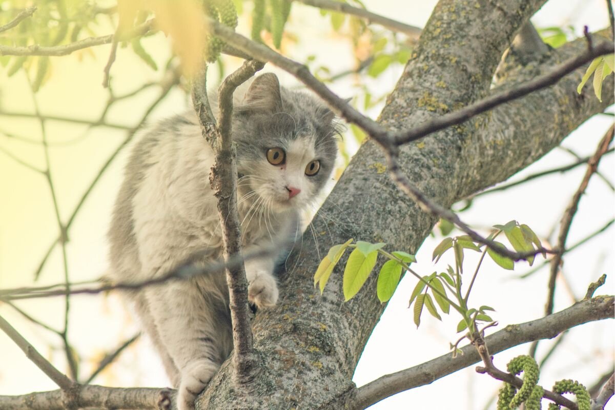 Кот на дереве