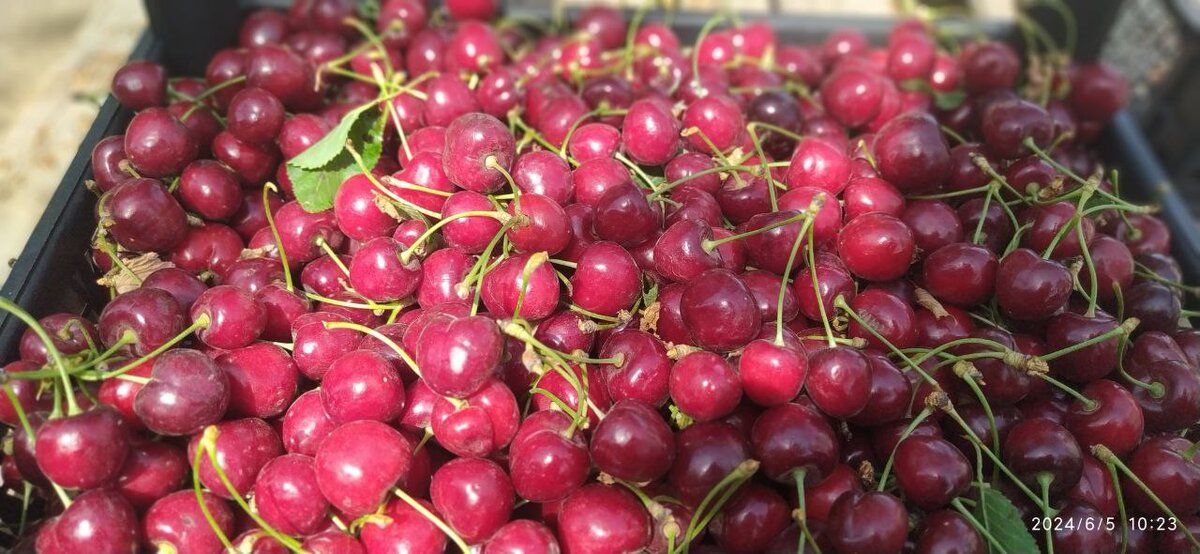 Фото: Минсельхоз РК