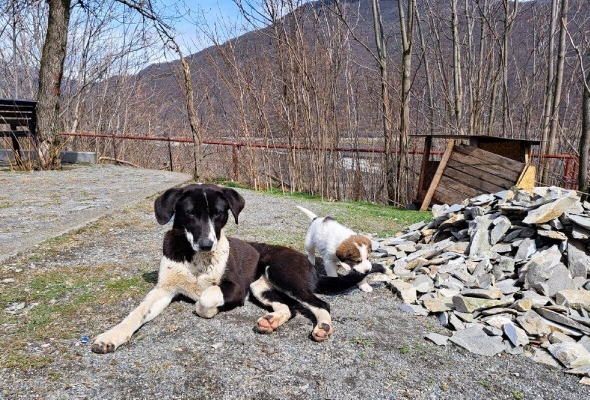 Женщина завалила участок мусором, использованной одеждой и шинами.  Фото: ФедералПресс / Вера Романескул