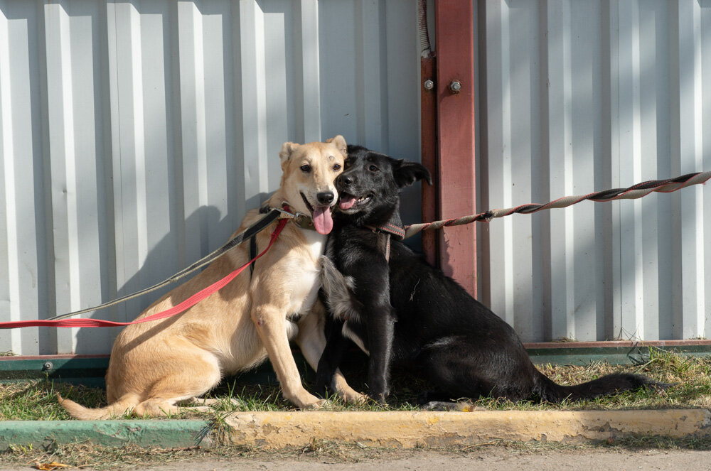 Кинза слева и Кимчи справа
