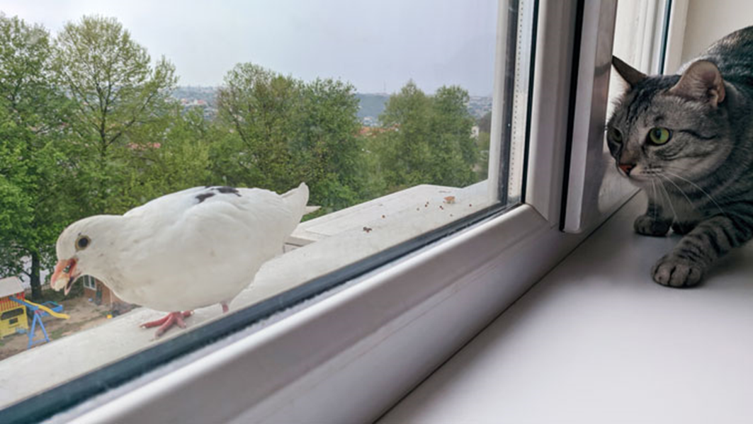 https://www.sciencenews.org/article/bird-flu-h5n1-infect-cats-people?utm_medium=email&utm_term=N%2FA&utm_source=D365&utm_content=SN%20Health%202024%2004%2009&utm_campaign=SN%20Health%20Newsletter%202024%2006%2004#msdynmkt_trackingcontext=66a69237-0863-4b6f-bc81-e744ef52dc36
