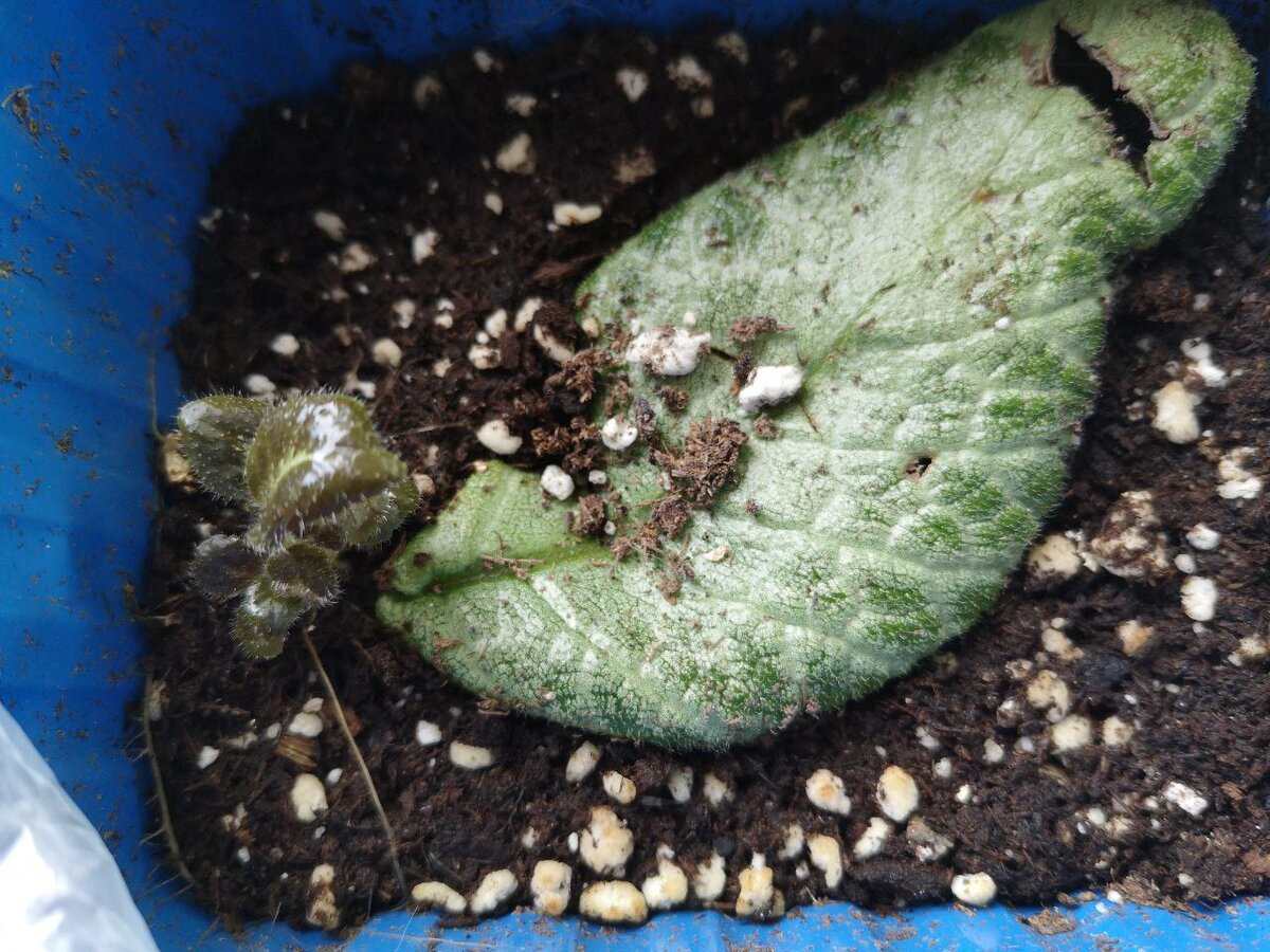 Маленькие эписции из корешков