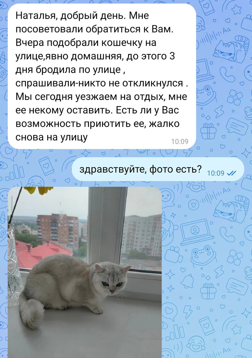 Наталья как-то сразу поняла, что день не будет скучным, когда ей написала женщина, тоже Наталья, с просьбой приютить кошку.