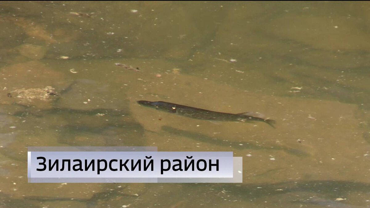    В Зилаирское водохранилище в Башкирии выпустили мальков щуки