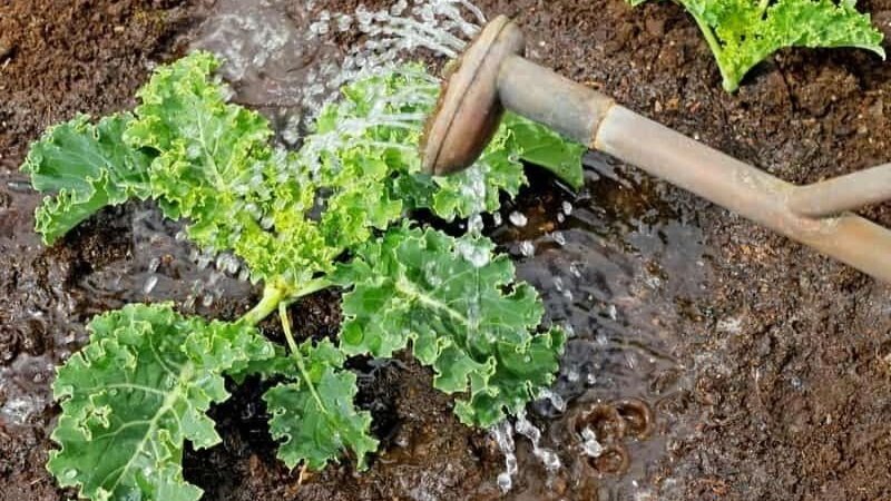 В жару можно применять дождевание