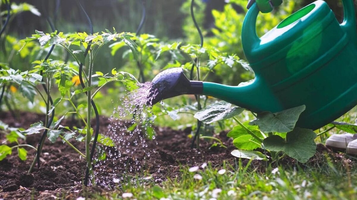 Томаты нужно поливать под корень, без смачивания листьев