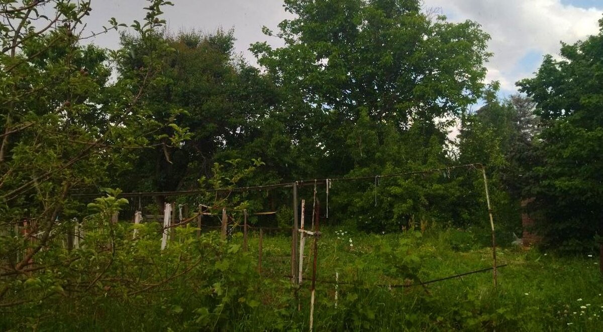Клещи обожают заросшие огороды