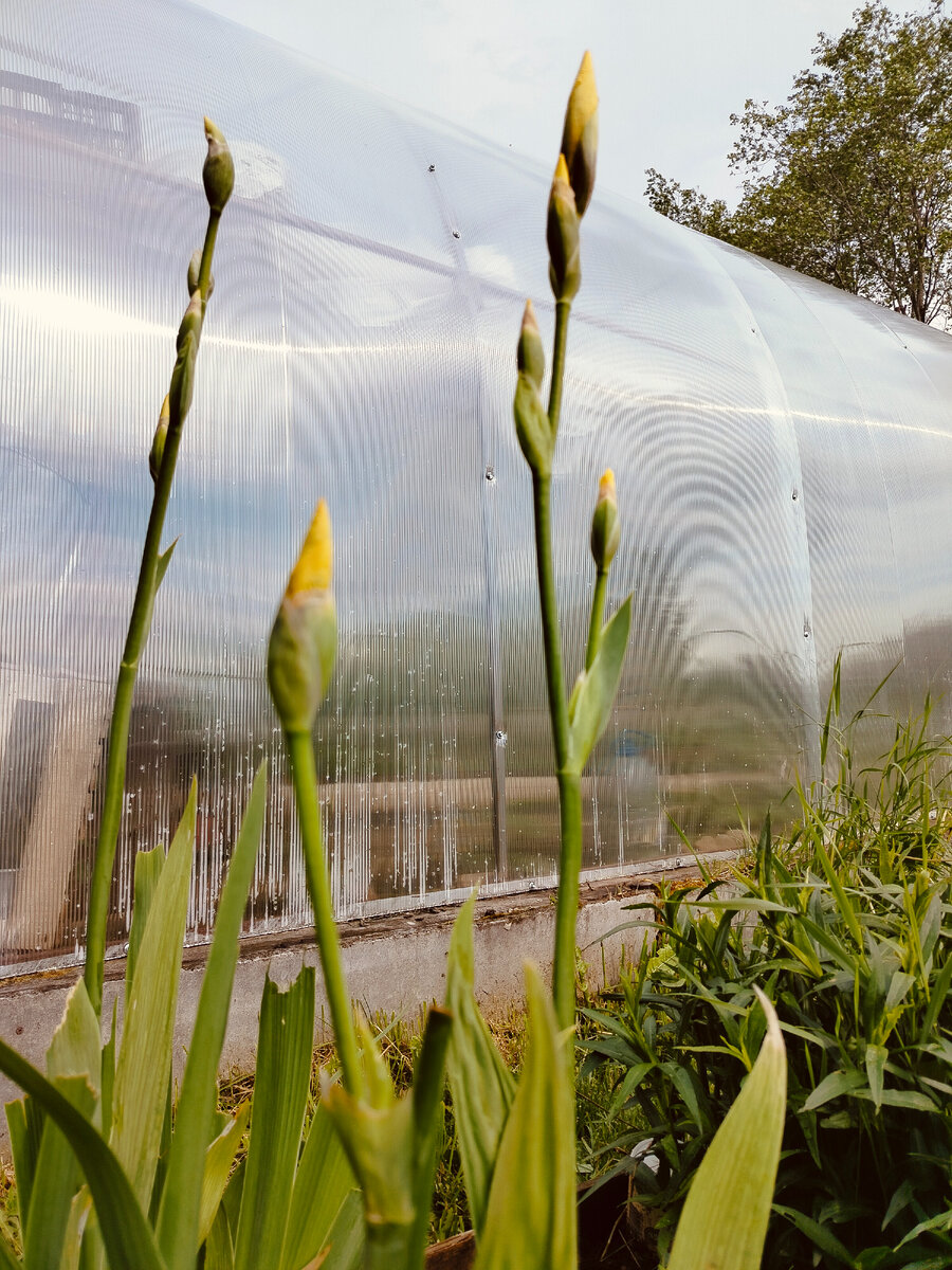 Вот такое фото, как не пыталась , а поеденные листья не скрыть. Ну уж чего там, что есть то есть. Хотя не особо красиво но другого уже не будет, этим летом -точно.Ирис желтый