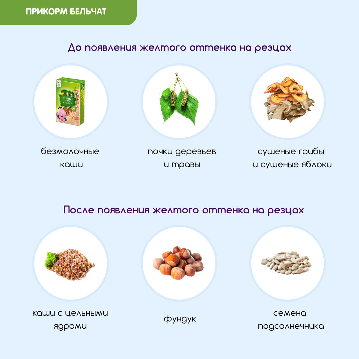 Прикорм бельчат