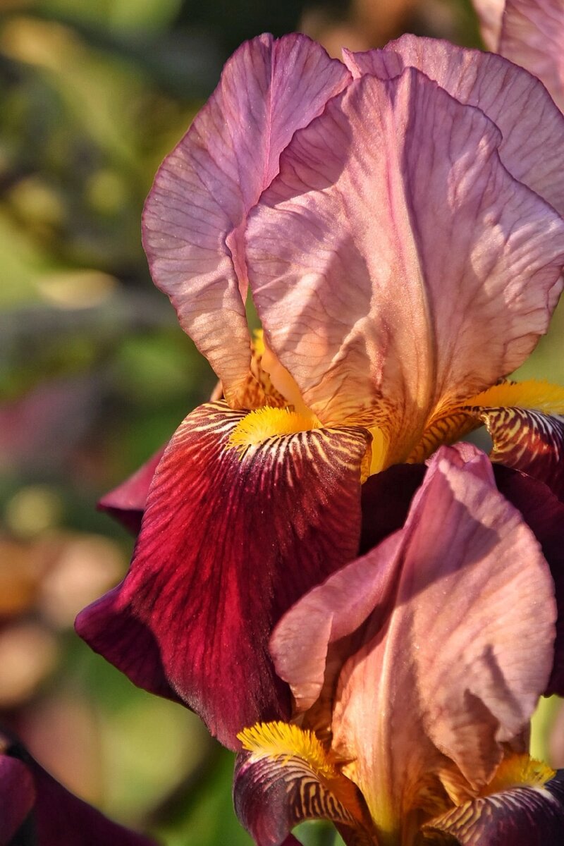 Ирисы в орнитологическом парке. Сочи в мае
