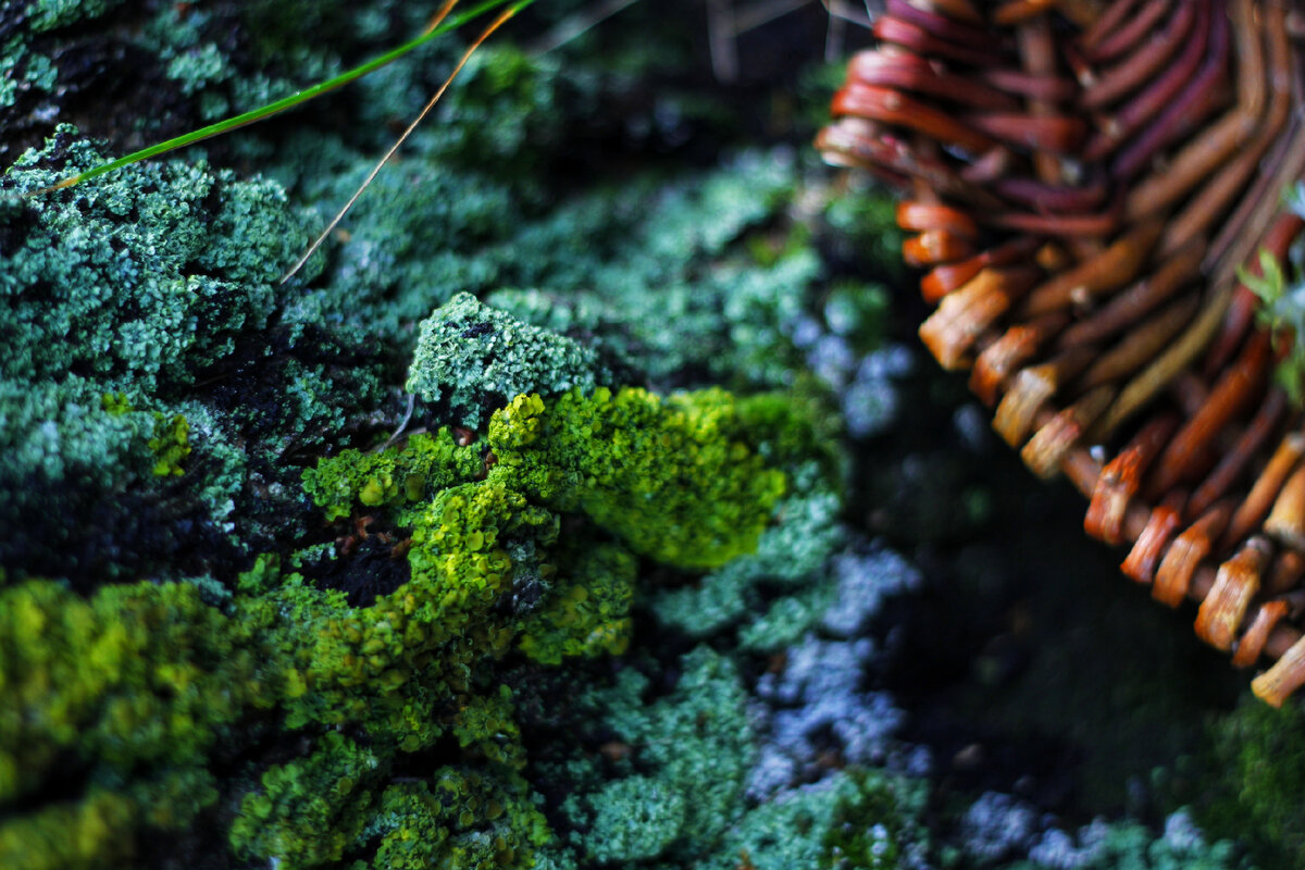 Такой зеленой ксантория бывает только после ливней у корней деревьев. После сушки станет оранжевой