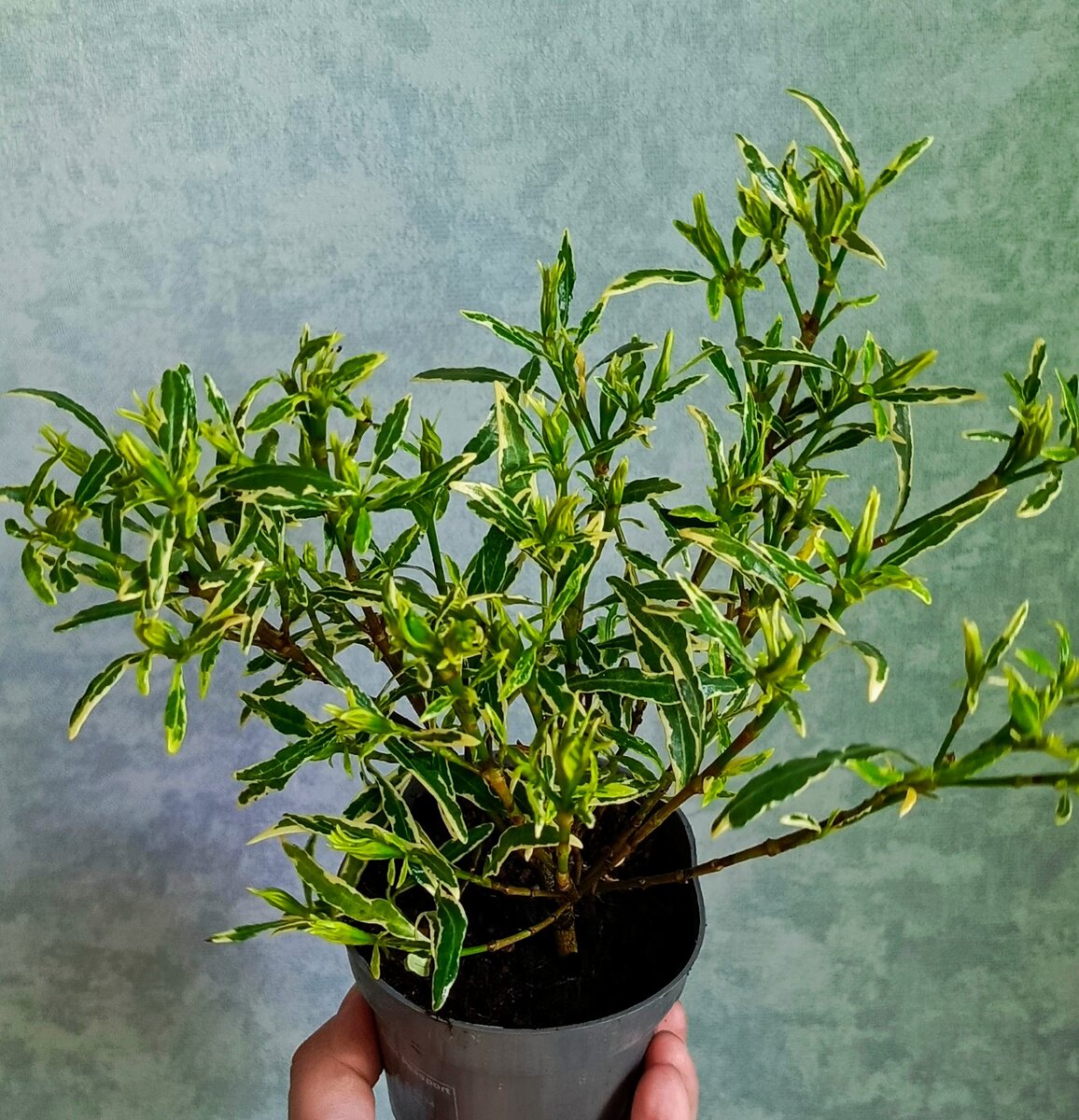 Гардения 'Radicans variegata'