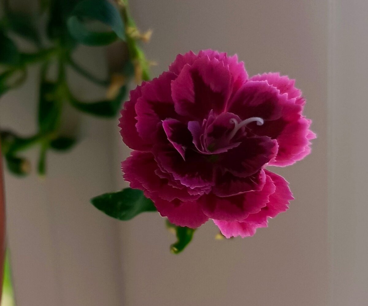 Miniature Carnation