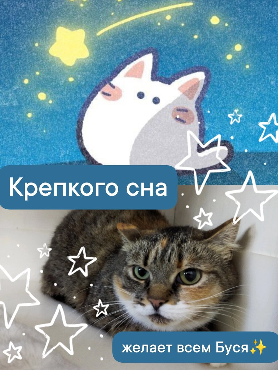 Кошка Буся мечтает о доме 🐈😻 | Приют для кошек 