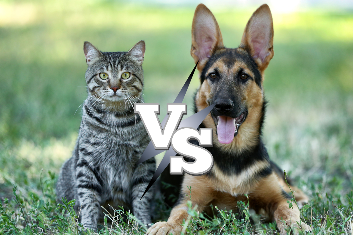 Кошка VS собака