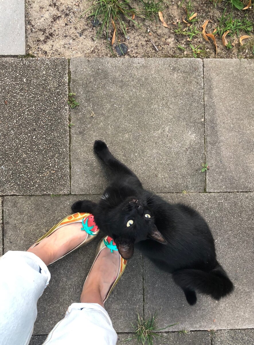 так мы его увидели впервые у нас за домом, подходил, мурчал и ложился у ног, давал себя погладить, а потом кусь тебе! И убегал