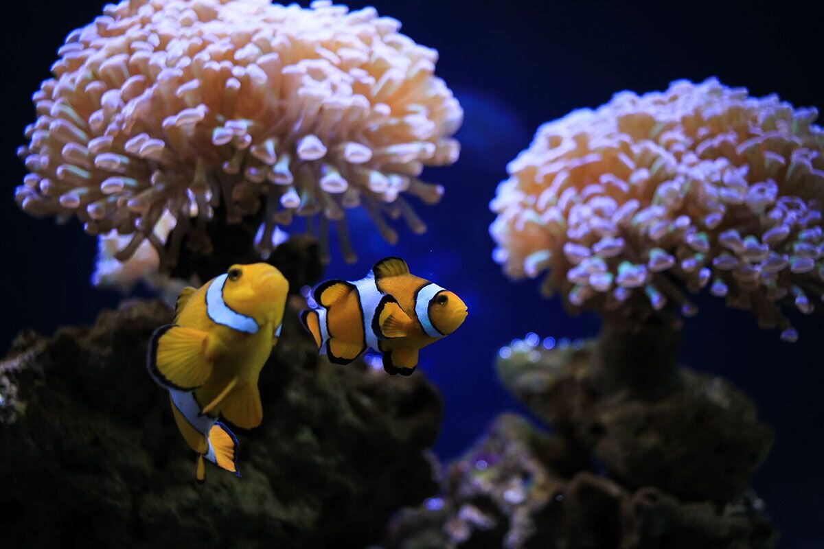 Косатку, мурену или рыбку-клоуна можно увидеть в центре Москвы📷
