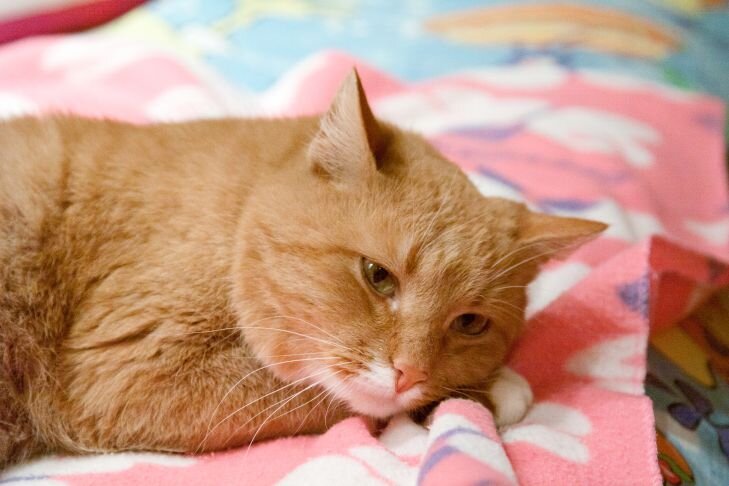    кошки