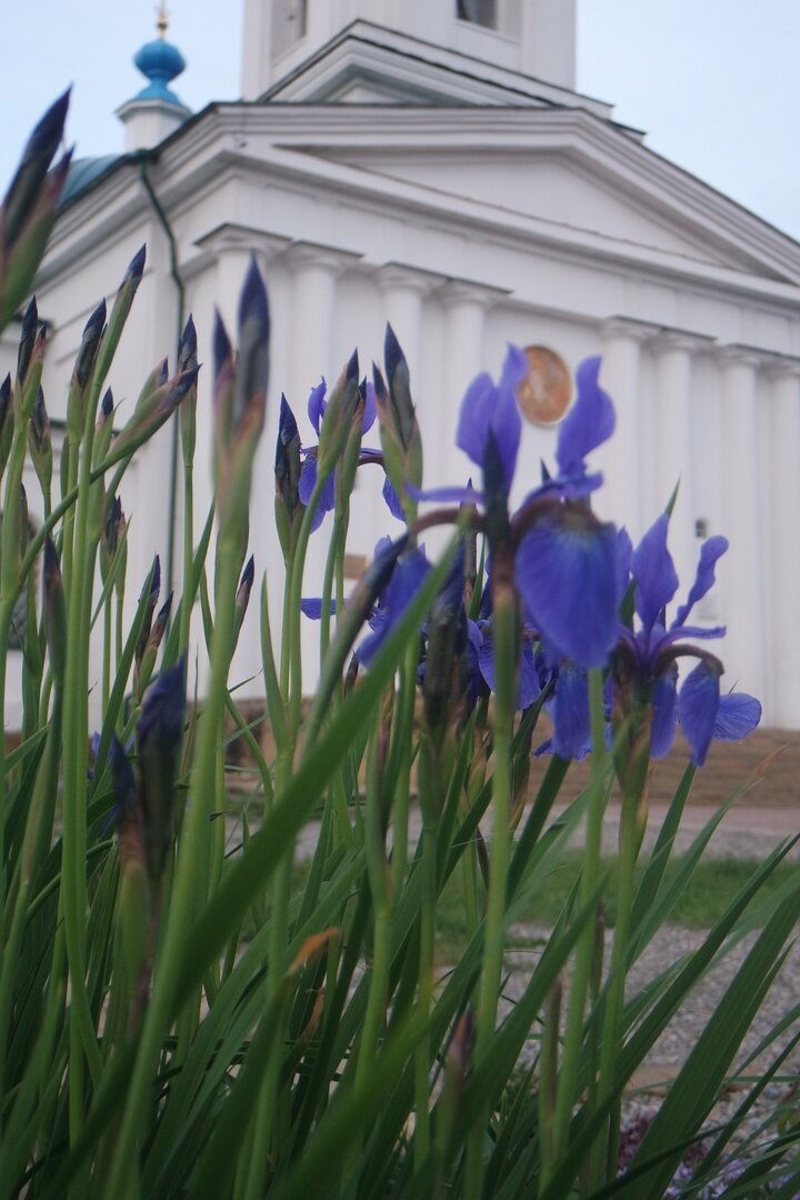 ирисы в июне красиво оттеняют вход в церковь