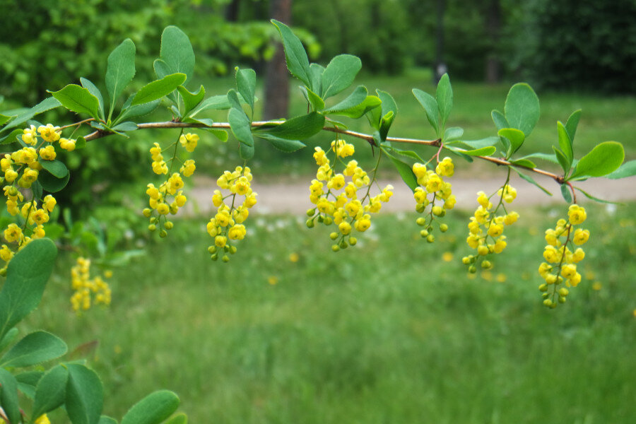 барбарис в Центральном парке