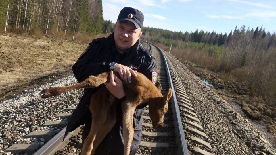 Полицейский спас лосёнка-сироту в Республике Коми