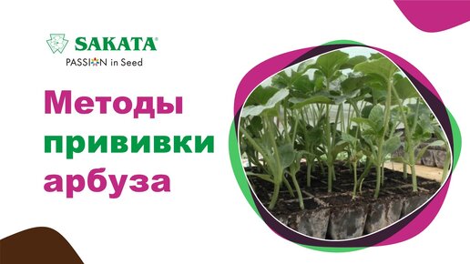 Лучшие методы прививки арбуза #прививкаарбуза #арбузнаподвое #выращиваниеарбуза #watermelongrafting