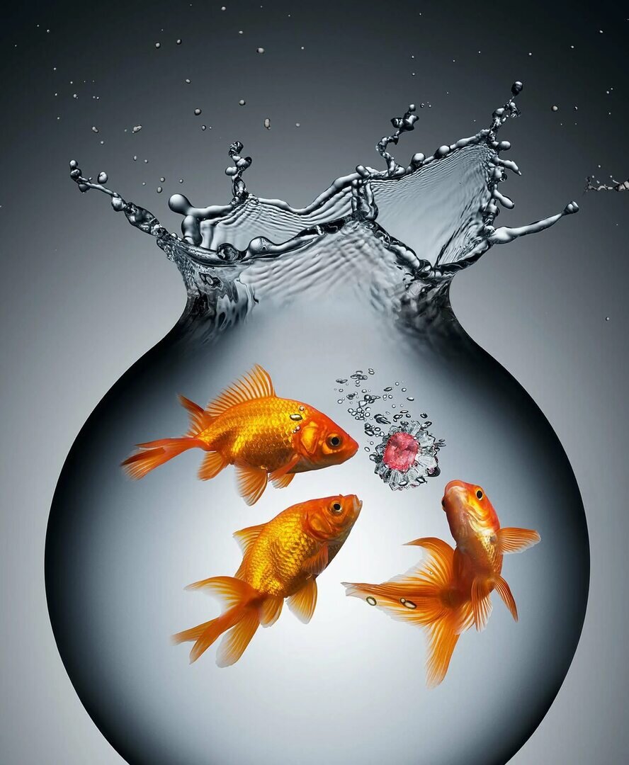 Иллюстрация выбрана из открытых источников. 