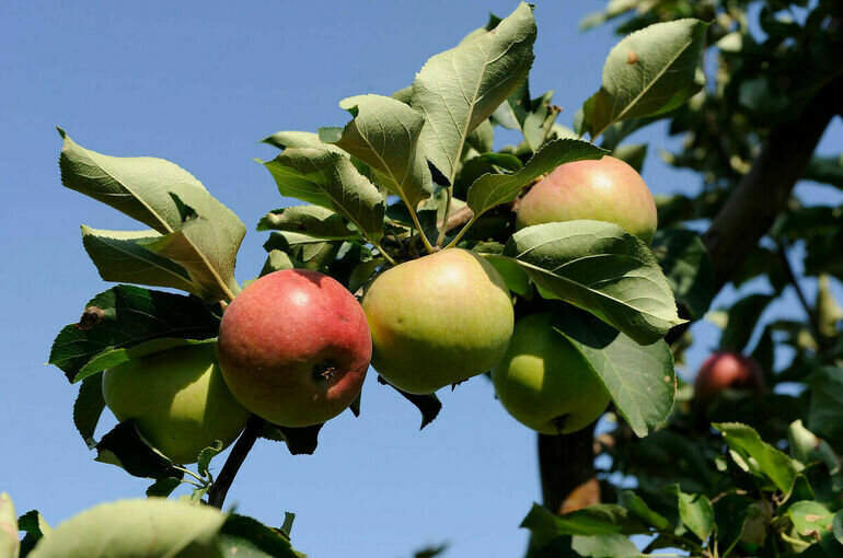   Юрий Инякин/ПГ