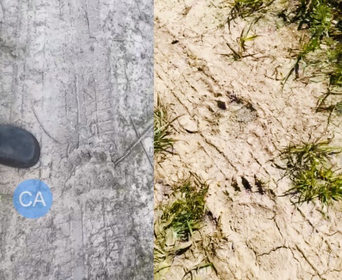 Источник фото и видео: «Сообщество Академгородка | Новосибирск»