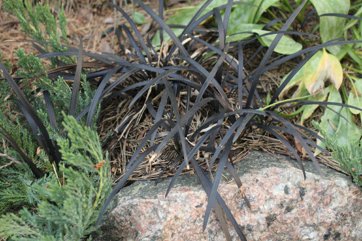 В нашем саду