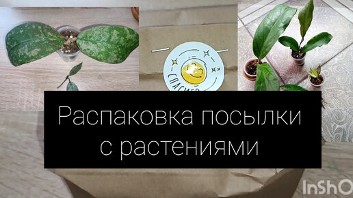 Распаковка посылки с растениями