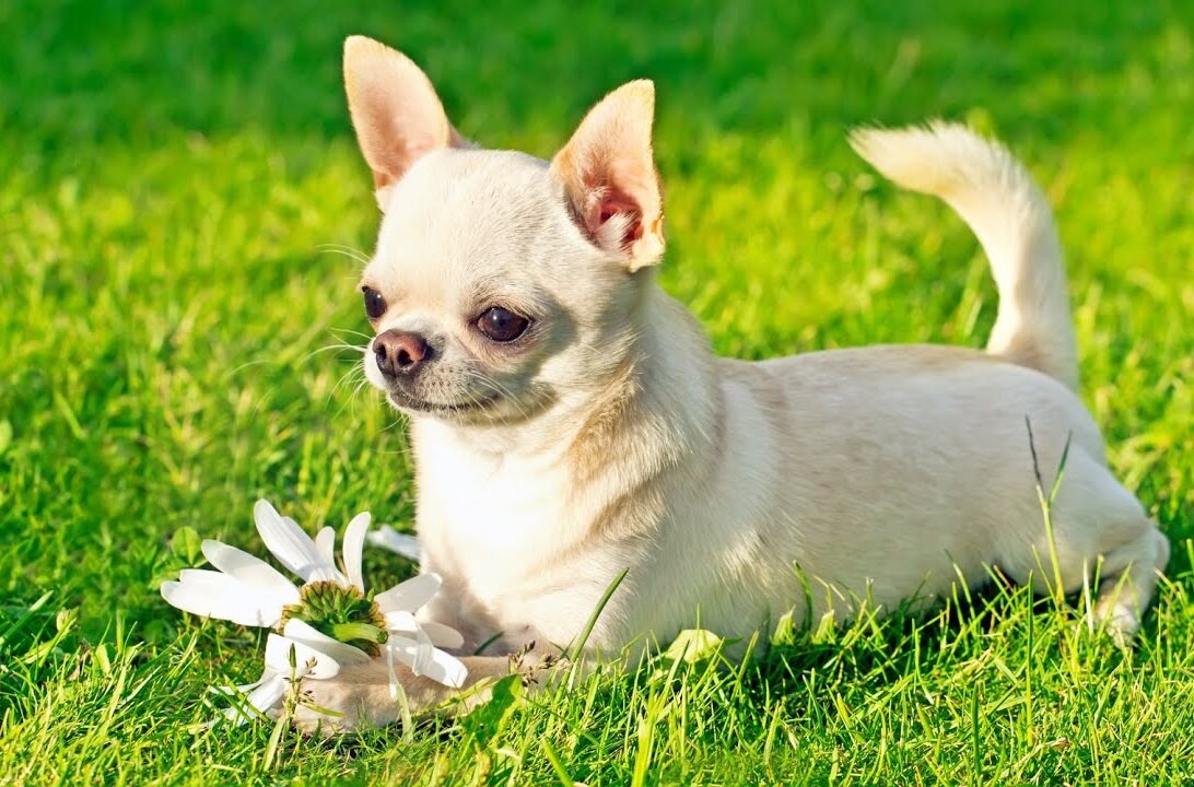 Follow us == @chihuahua_addict Use #featuremychihuahua for your chance to be fea