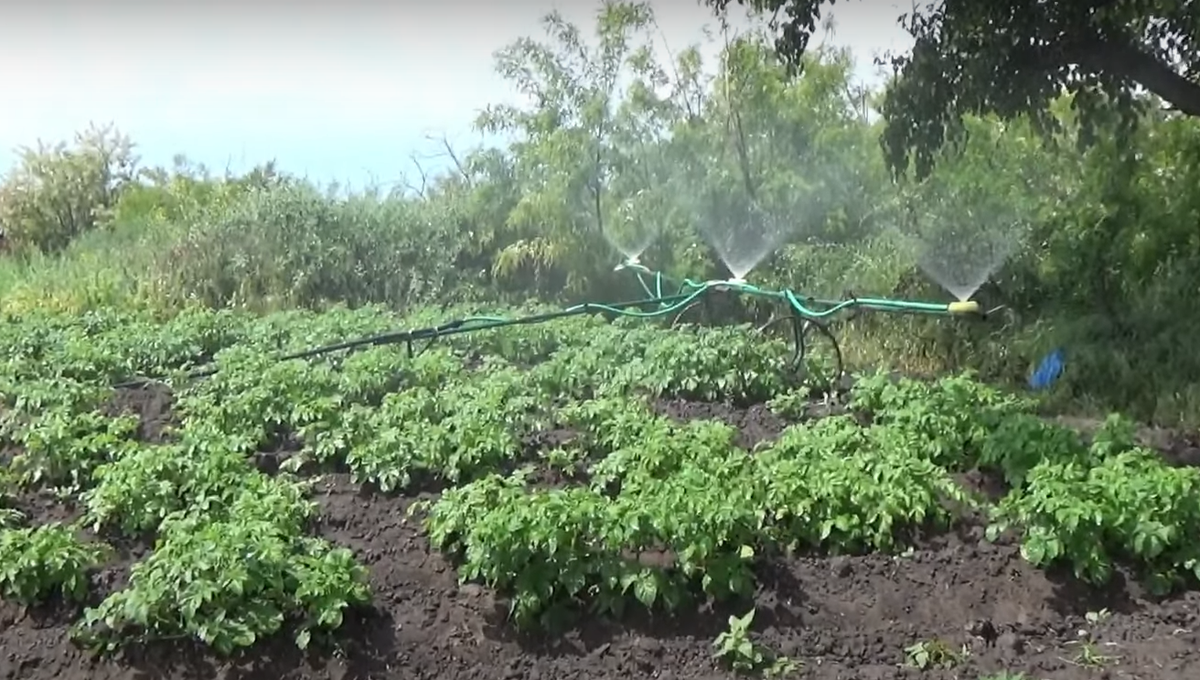 Полив картофеля дождеванием.