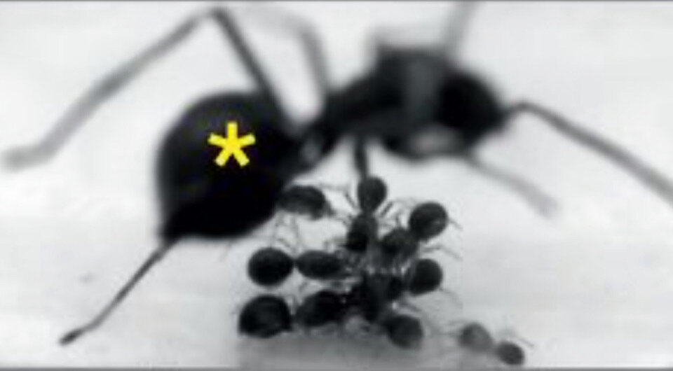   Zhanqi Chen et al. / Science, 2018