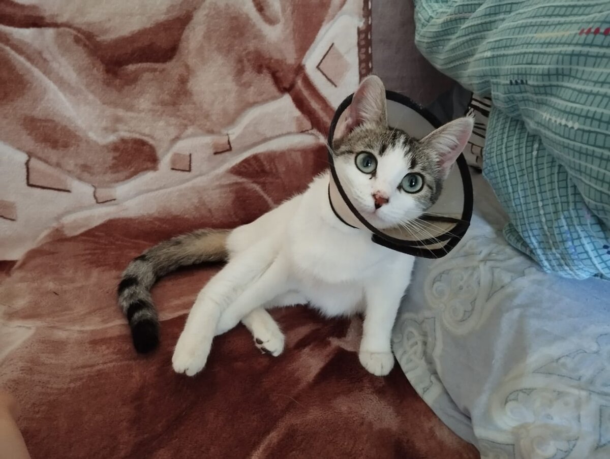 Клео 