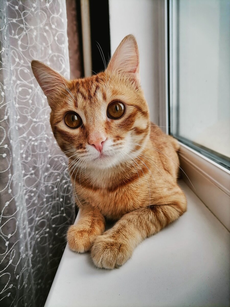 Вот такой красавчик стал.