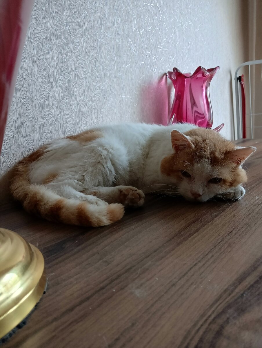 Шаник когда его только привезли
