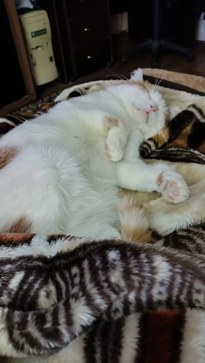 а какой холеный котик сейчас