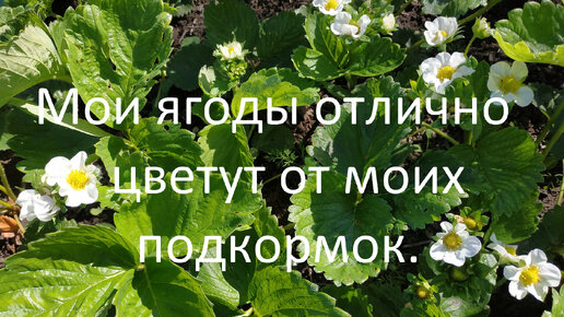 Мои ягоды отлично цветут от моих подкормок.