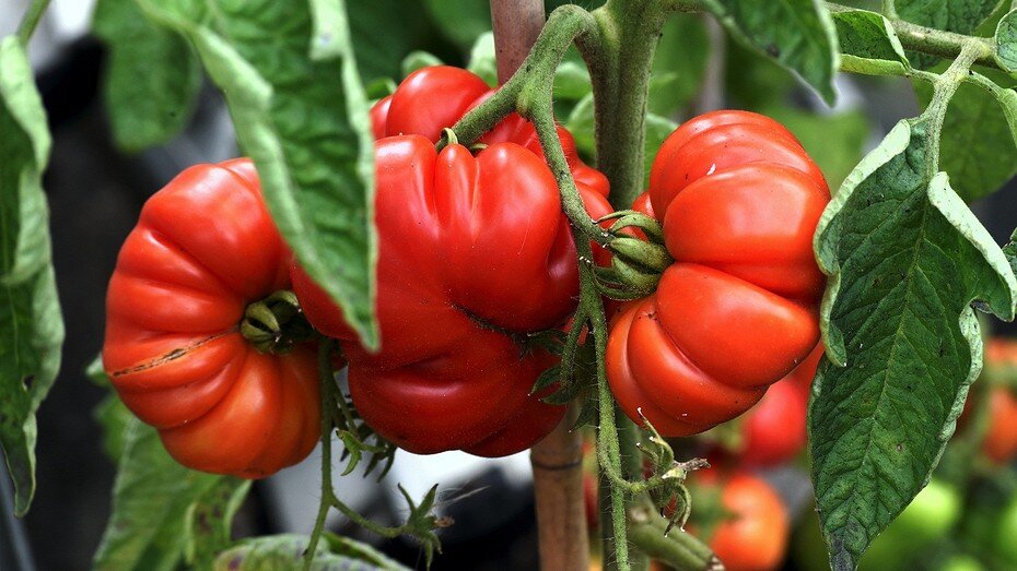 Здесь и далее: Pixabay