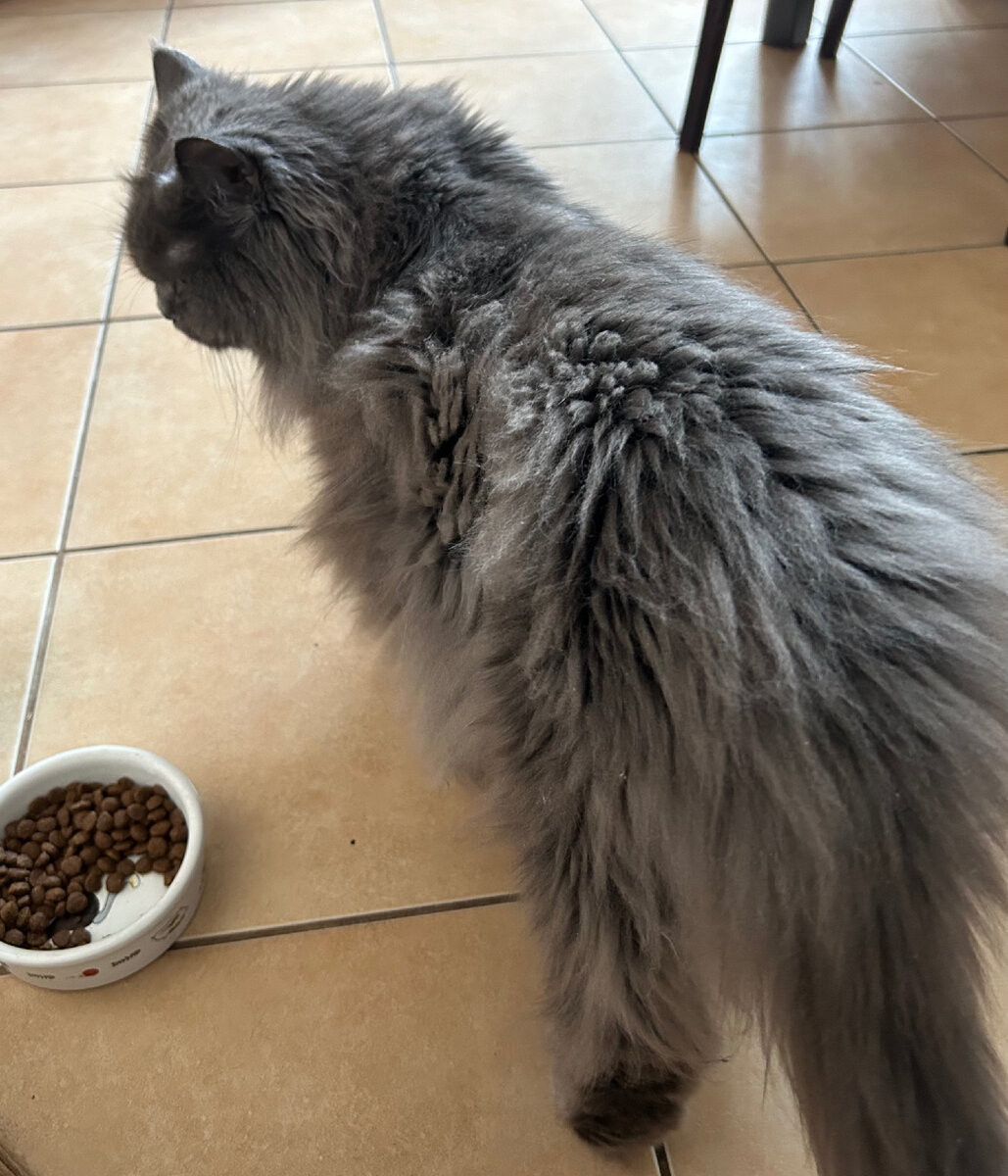 Кот Марсель