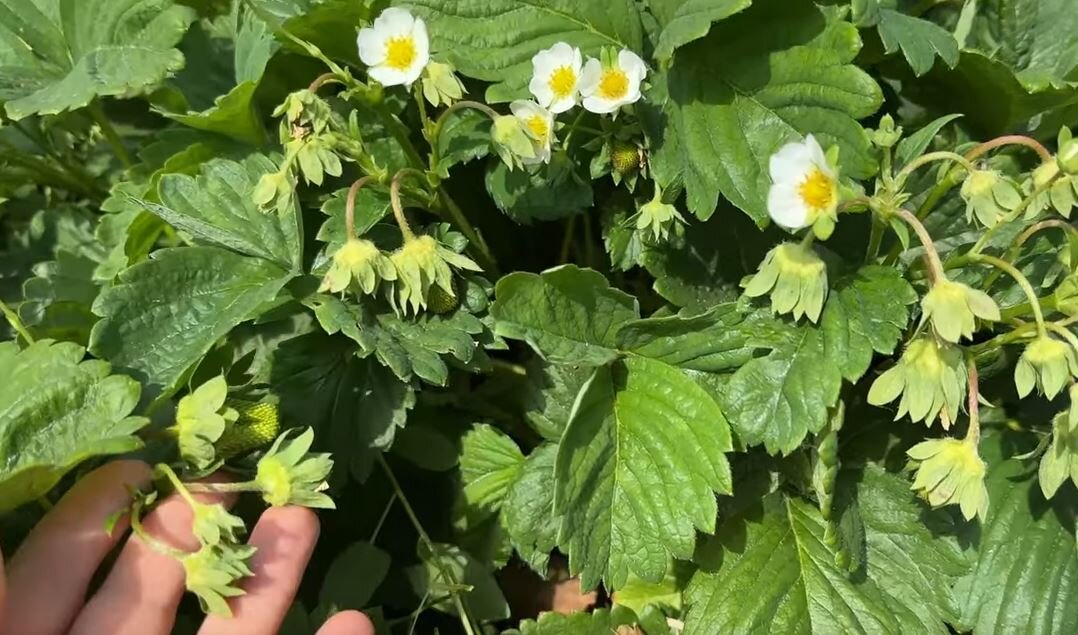 Клубника садовая