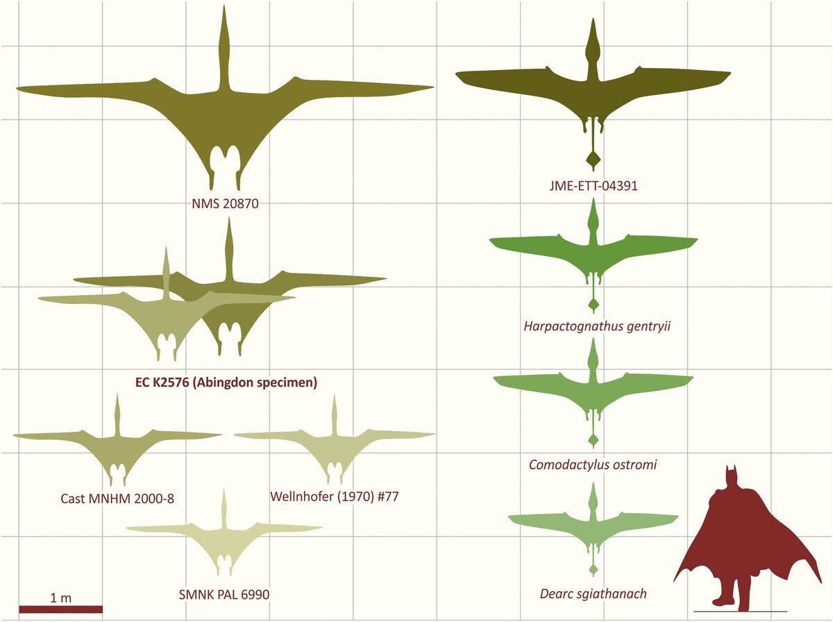 Подборка силуэтов крупных юрских птерозавров с размахом крыльев: птеродактилоидов (слева), включая новое ископаемое (EC K2576), и рамфоринхоидей (справа).