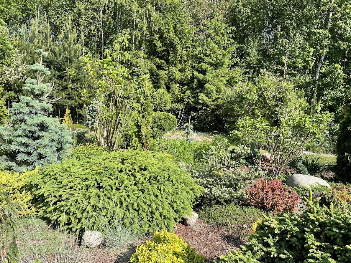  2024 Picea abies Nidiformis