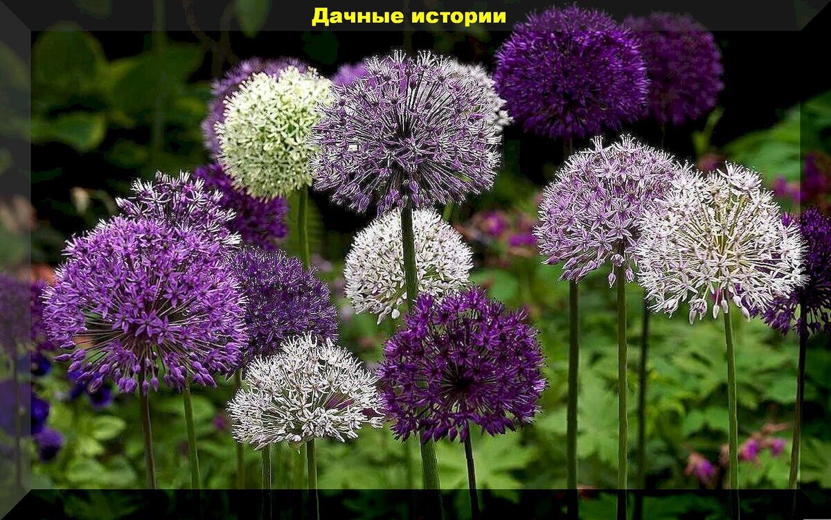 https://vk.com/photo-159774511_457265712. Декоративный лук (Аллиум)