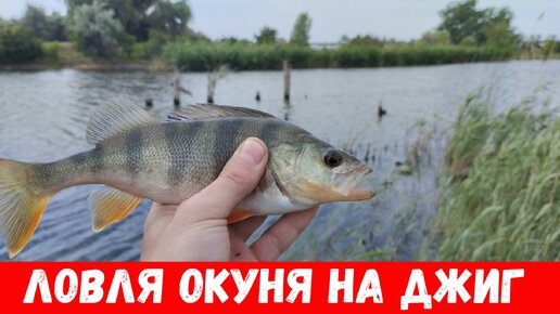 Ловля окуня на джиг! Как ловить окуня на спиннинг в июле?