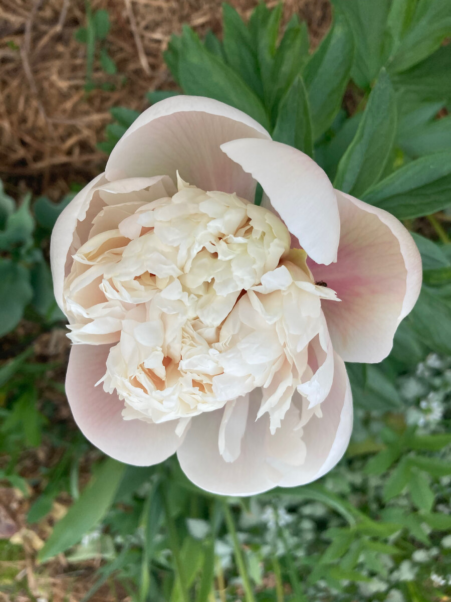 Colonel Owen Cousins, мой 